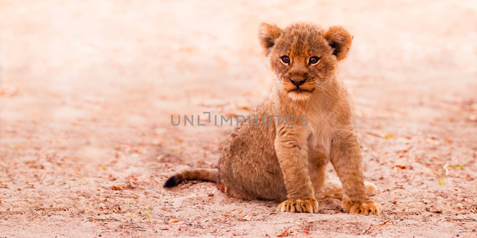 Cute lion cub sitting in the sand