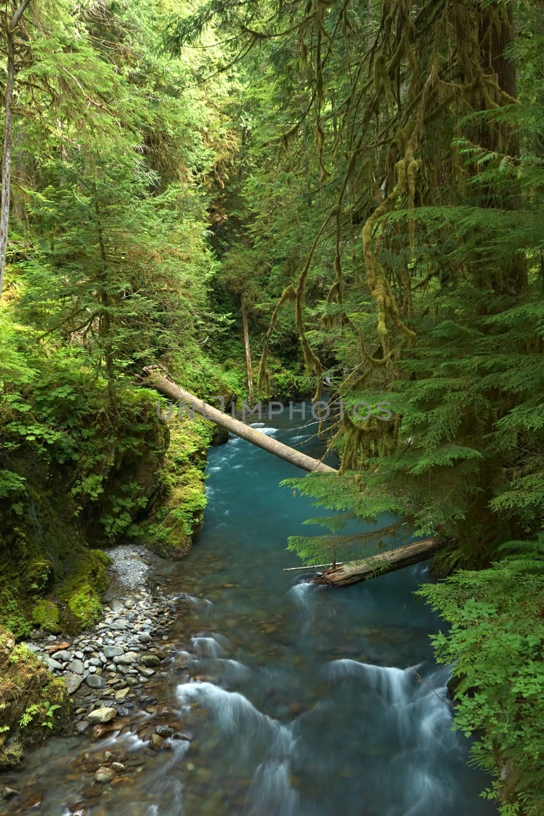 Forest Creek, Washington, USA