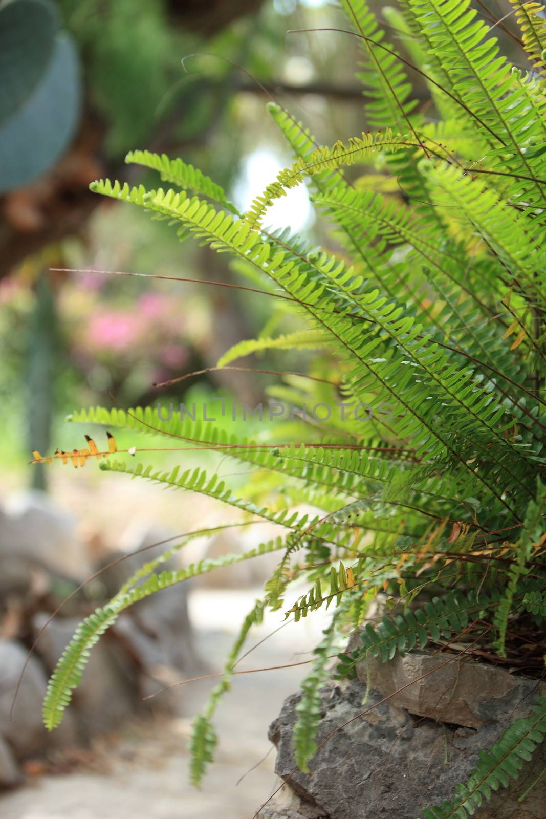 Leafy green fern by Farina6000