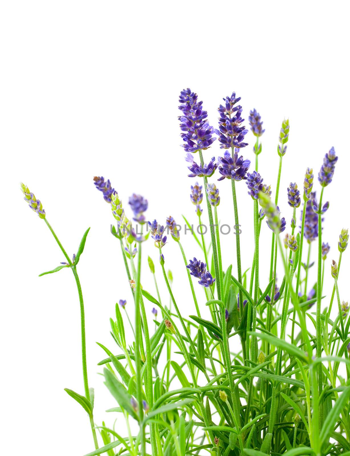 a bunch of lavender flowers on a white background by motorolka