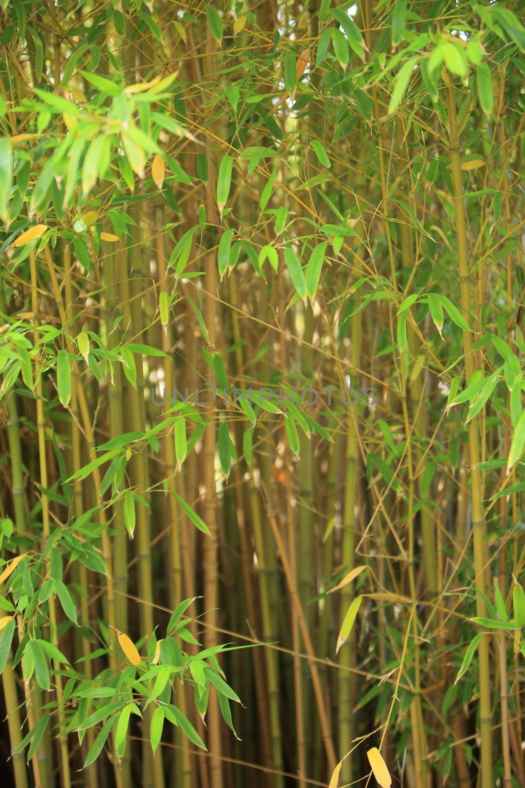 Stand of small ornamental bamboo with fresh green leaves growing in a garden, background image