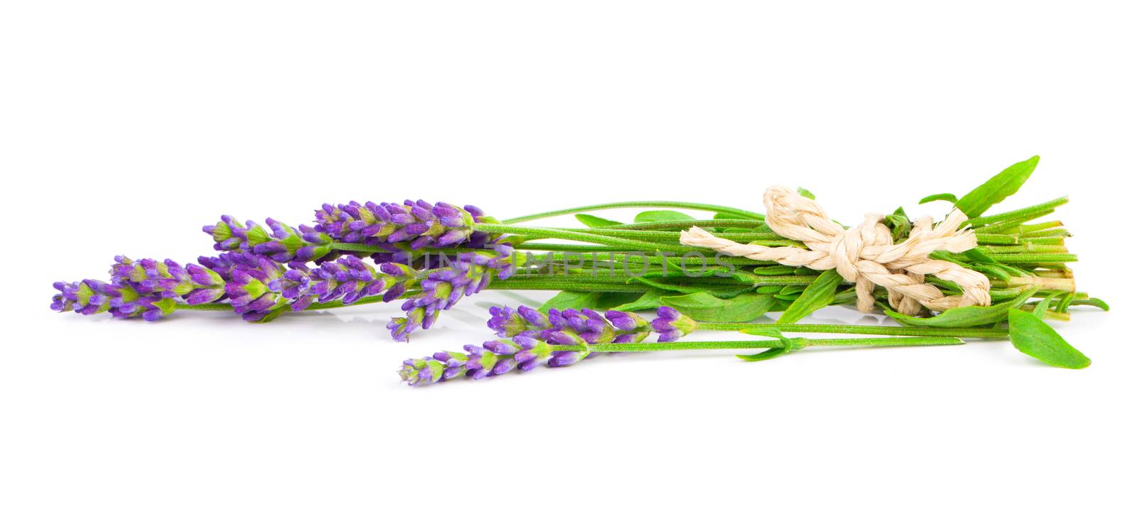 a bunch of lavender flowers on a white background by motorolka