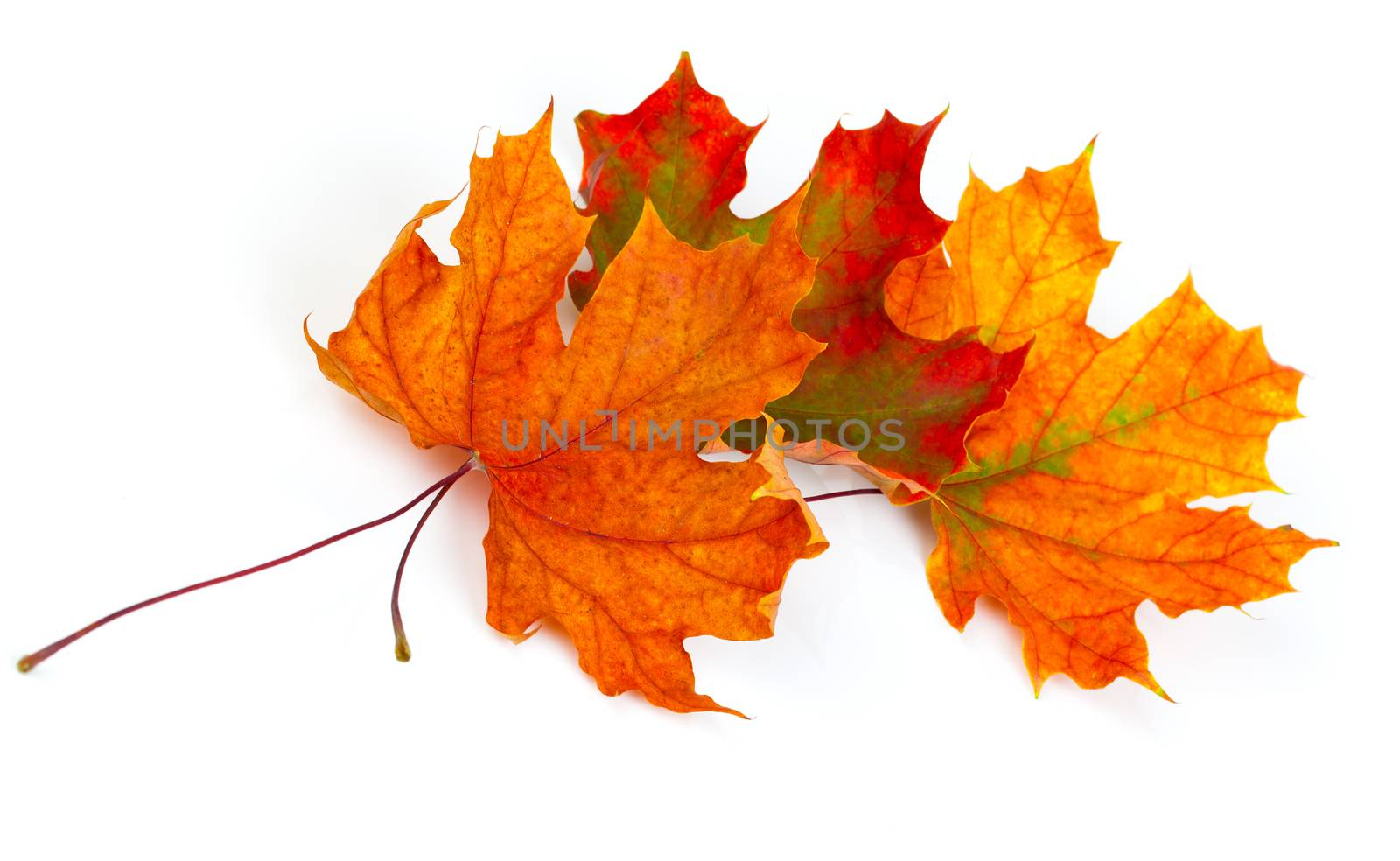 maple autumn leaves isolated on white background by motorolka