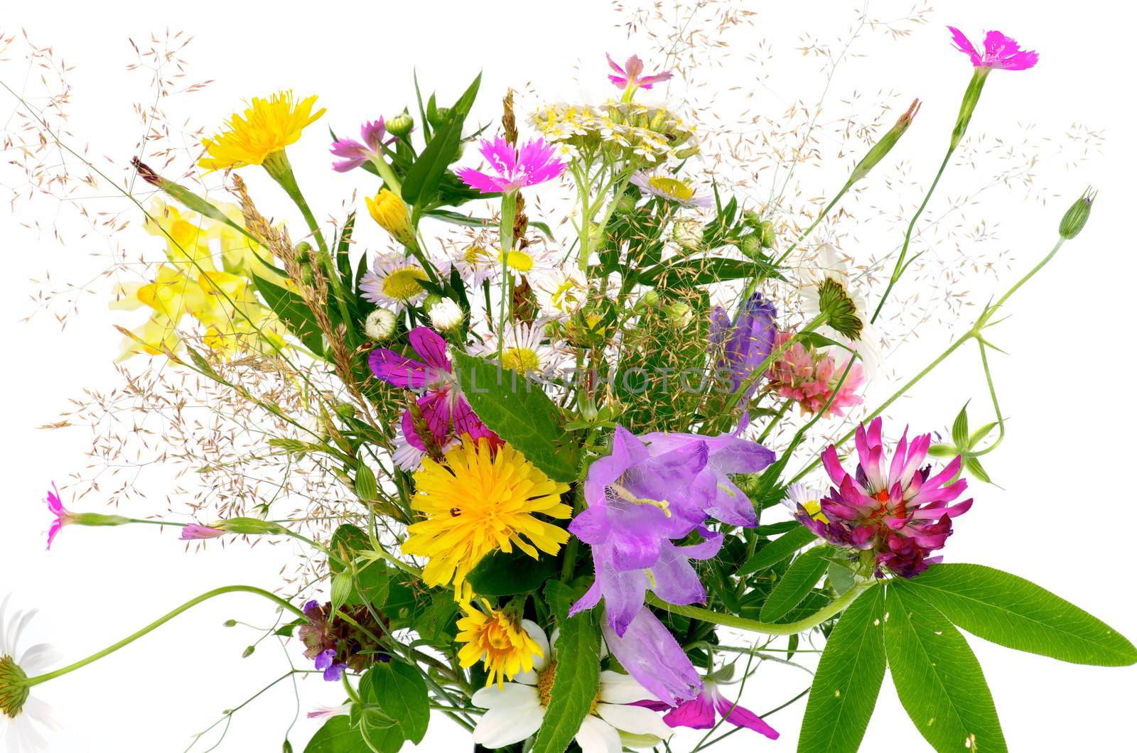 Bouquet of Fragile Wildflowers and Various Grass isolated on white background