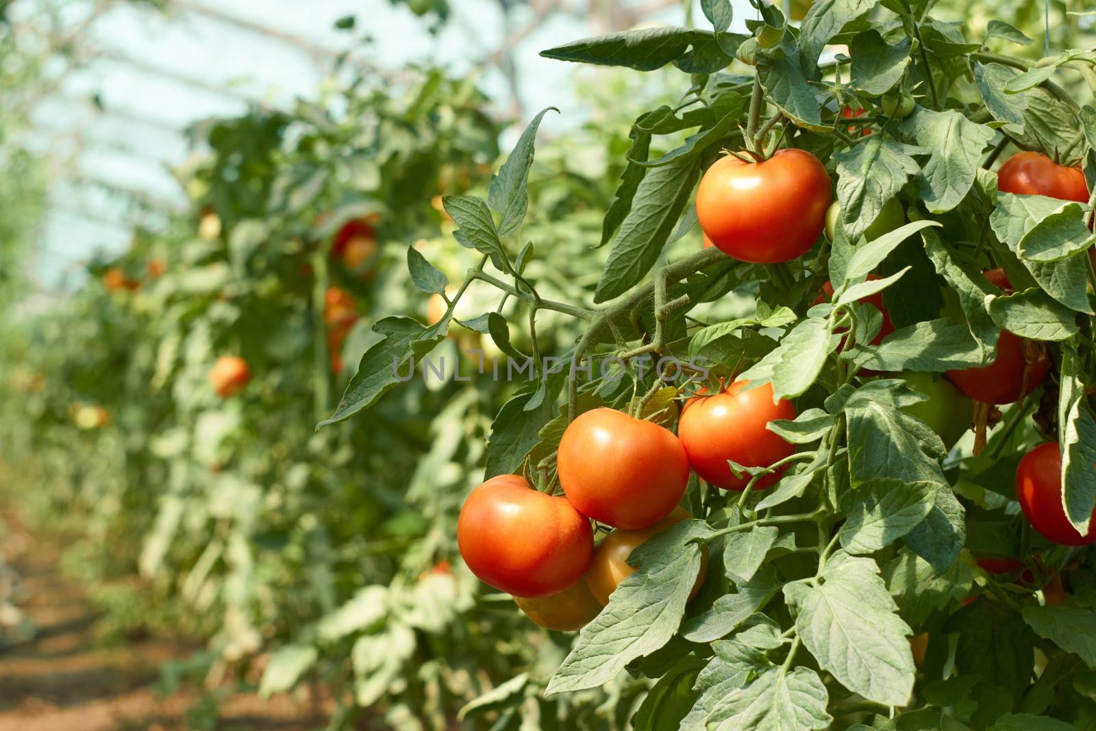 Bunch of red tomatoes that ripening in greenhouse