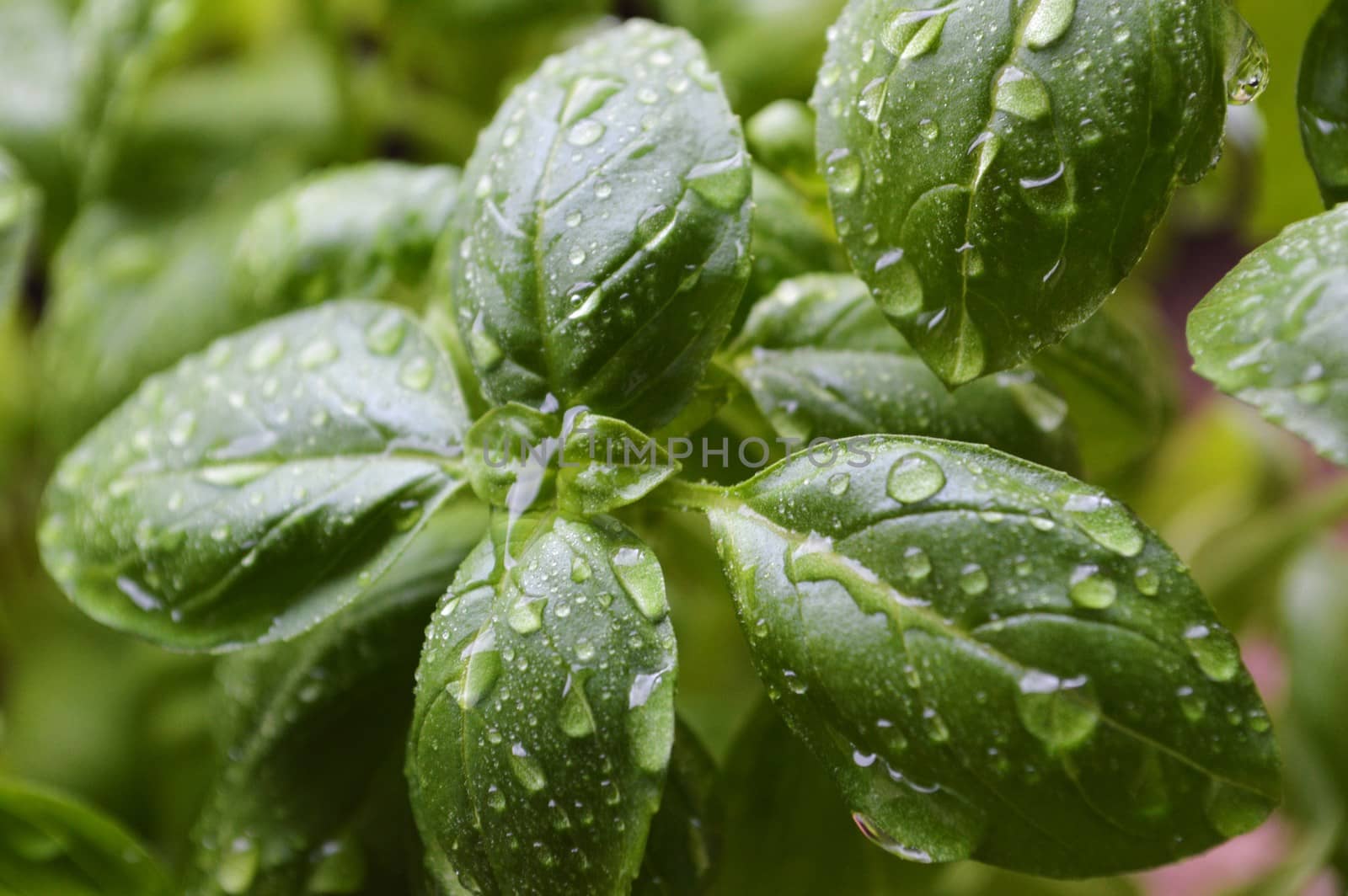 A close-up image of fresh green basil leaves.