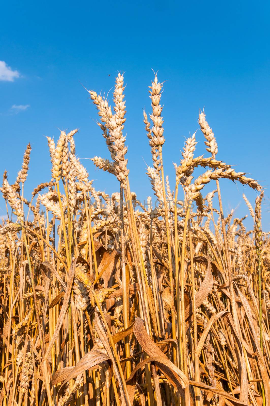 Wheat field with blue sky in background (vertical)