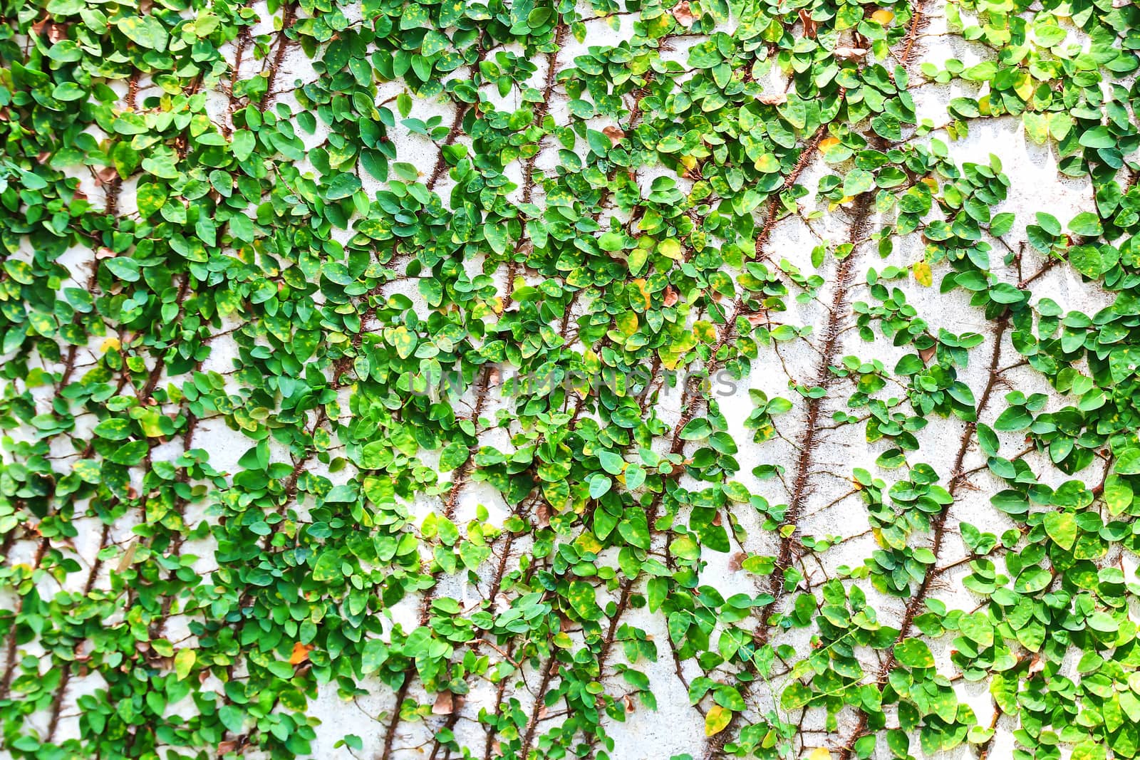 Green leaves background and texture