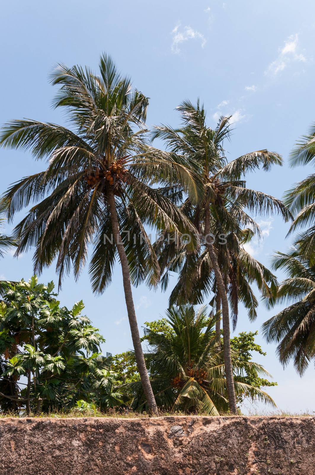 Coconut palms by mkos83
