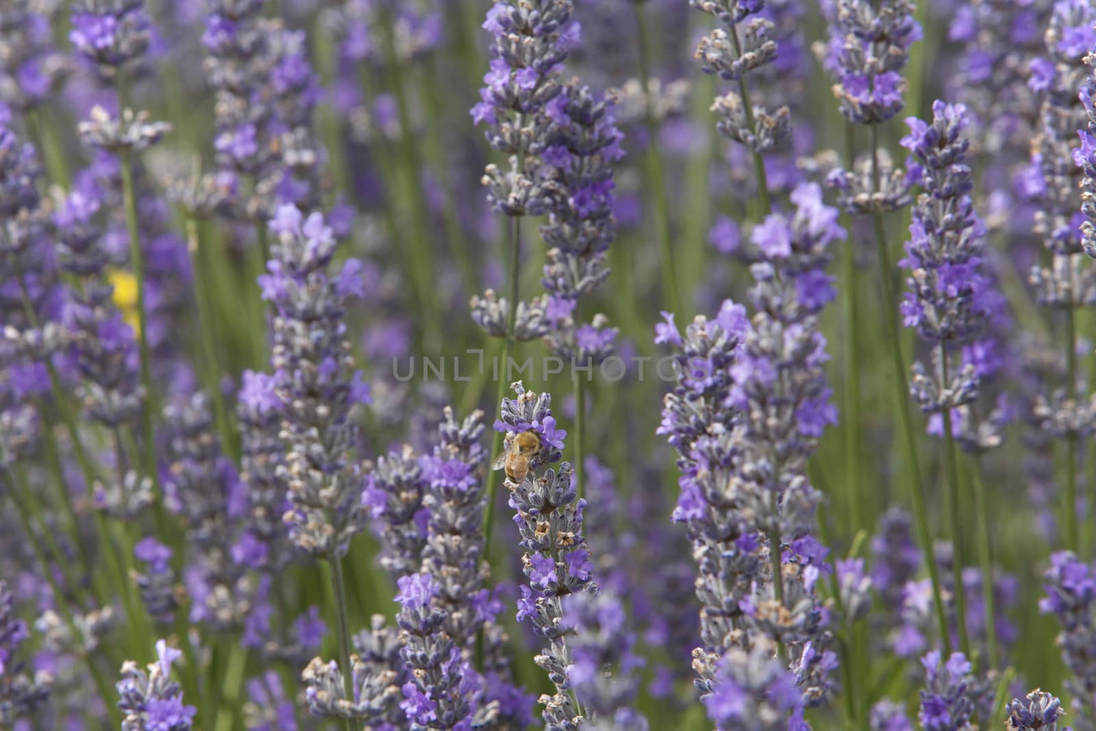 A bee Enjoying Lavender Plant by instinia