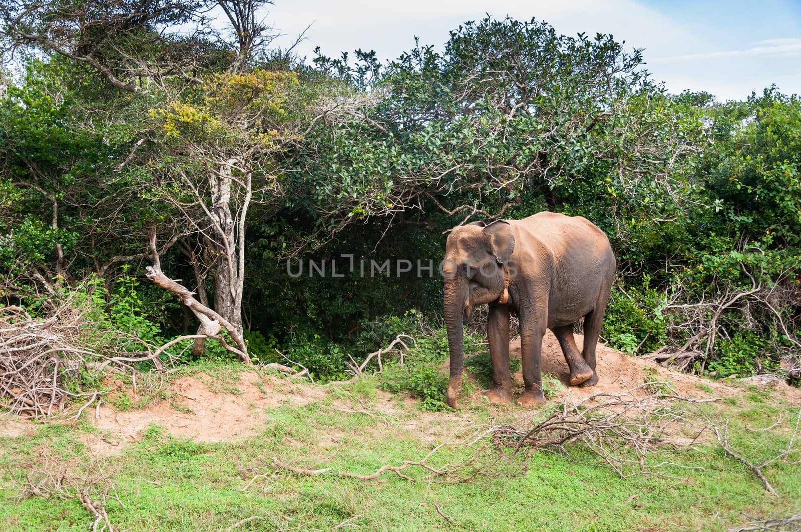 Wild Elephant in Yala National Park, Sri Lanka