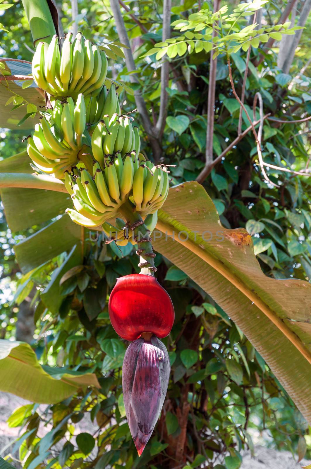 Flourishing banana flower in Spice Garden, Sri Lanka