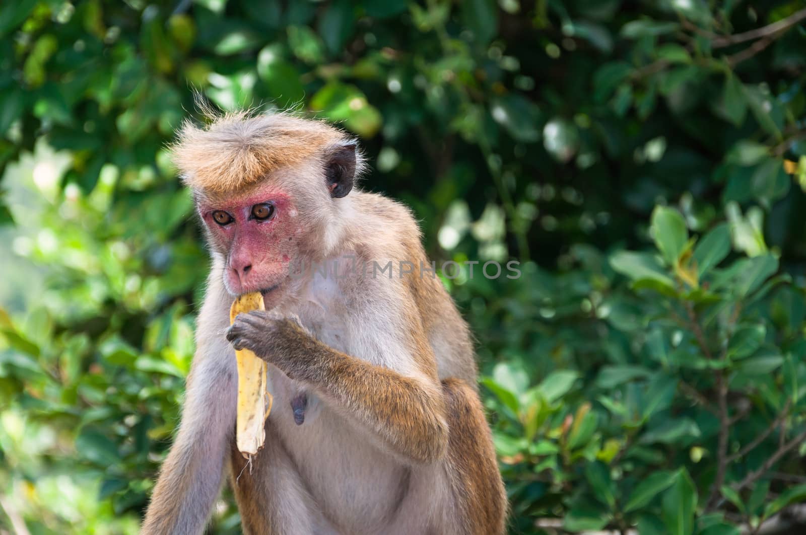 Toque macaque eats banana, Sigiriya, Sri Lanka