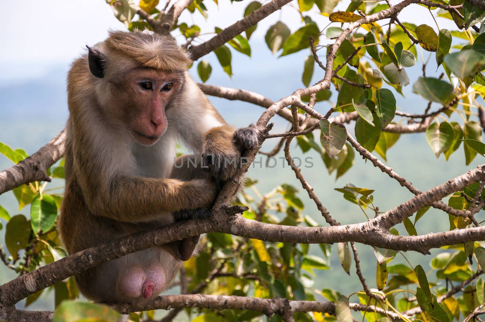 Toque macaque seats on a tree, Sigiriya, Sri Lanka