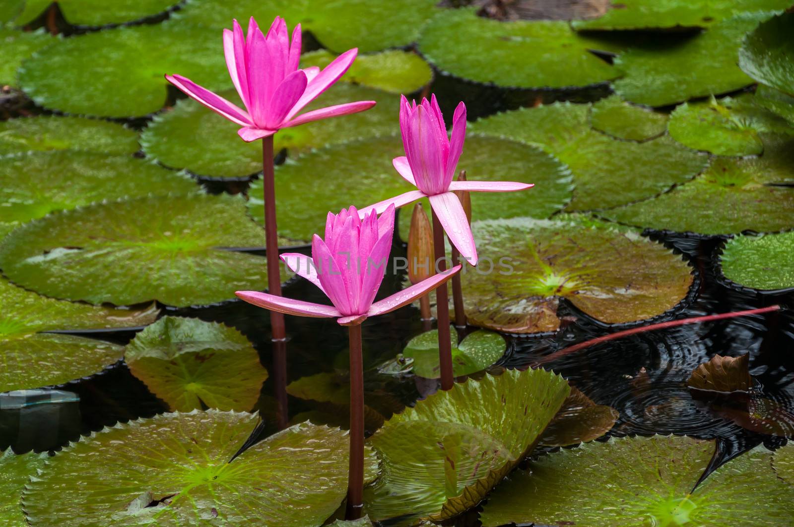 Water Lilly in the pond among the leaves.