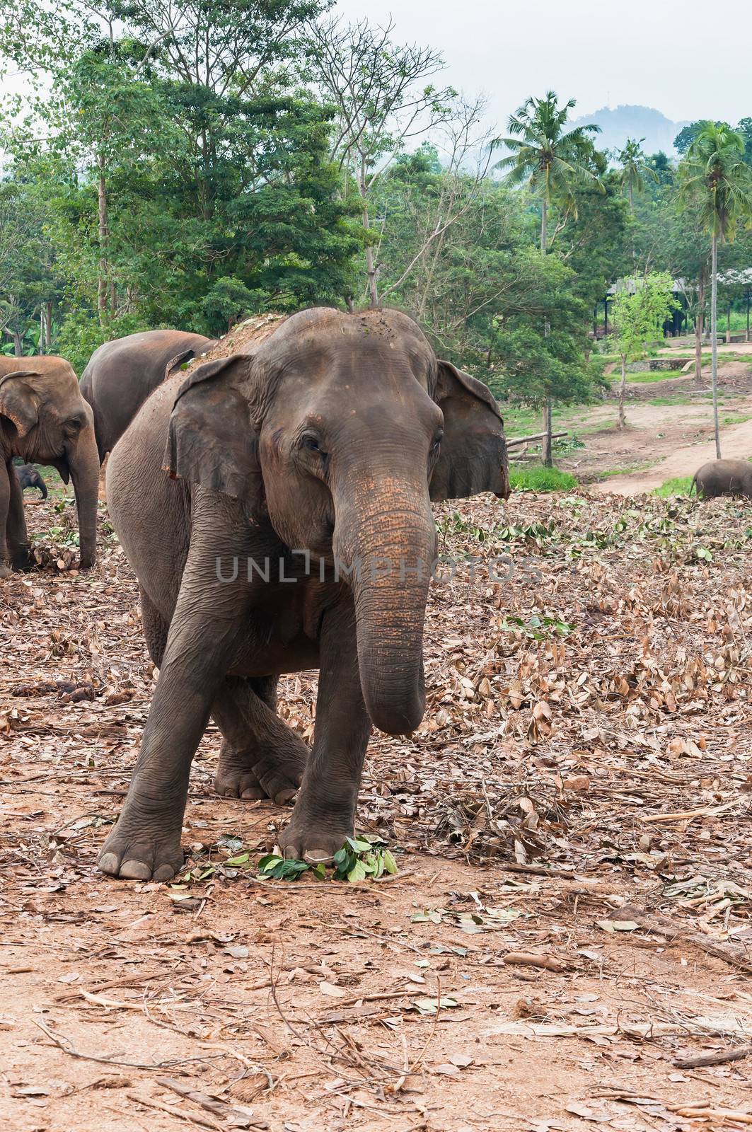 Elephant in Pinnawela Elephant Orphanage, Sri Lanka