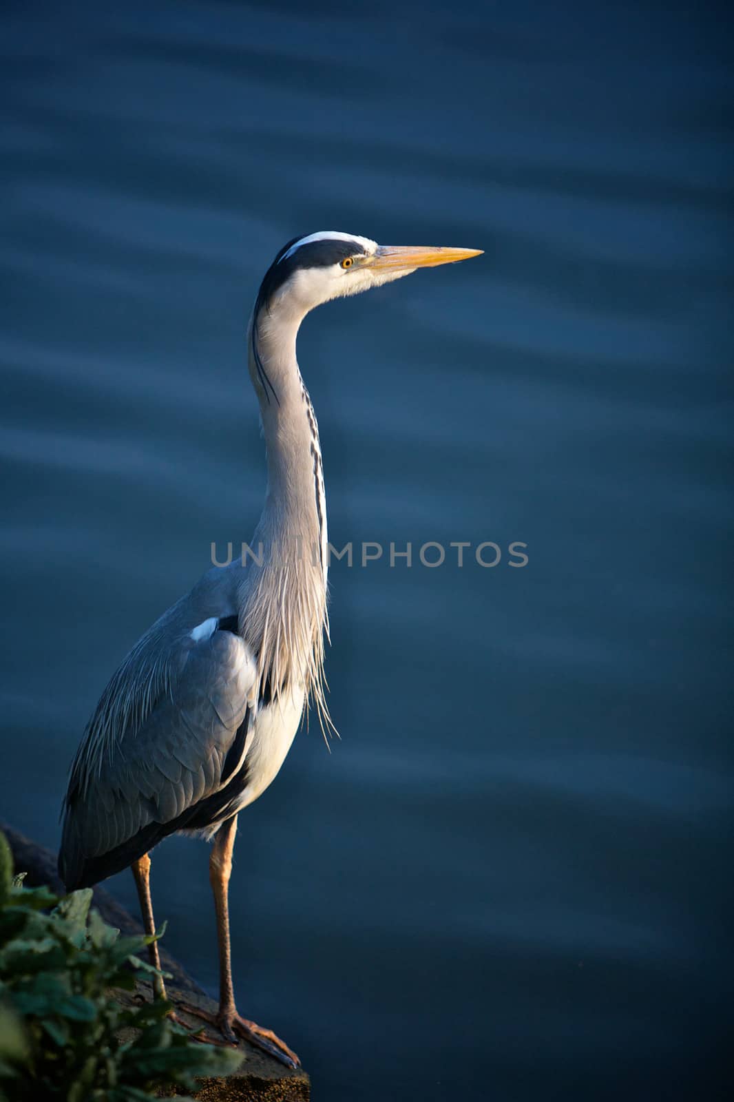 Crane on the River Bank by instinia