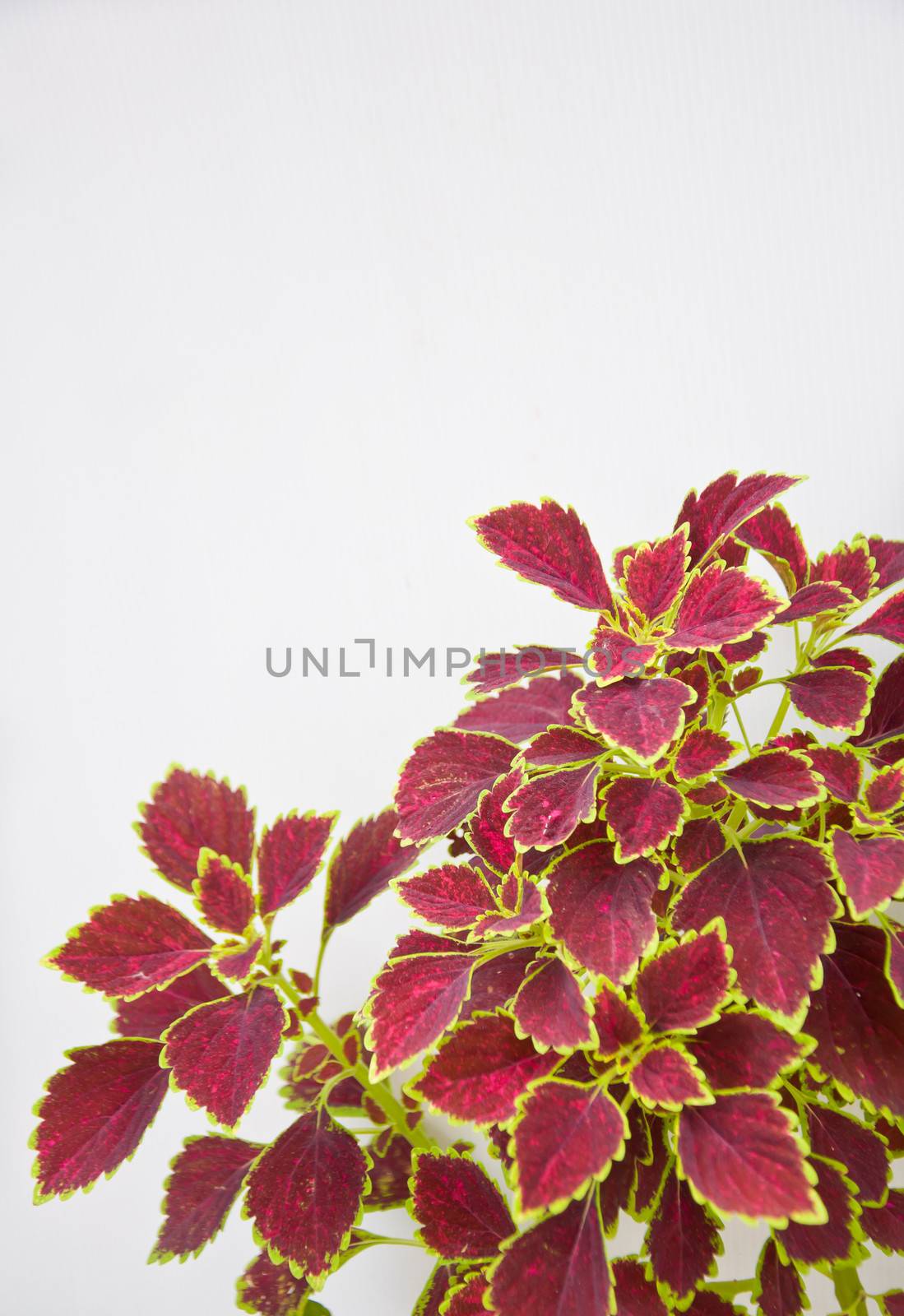 painted nettle leaf on white background