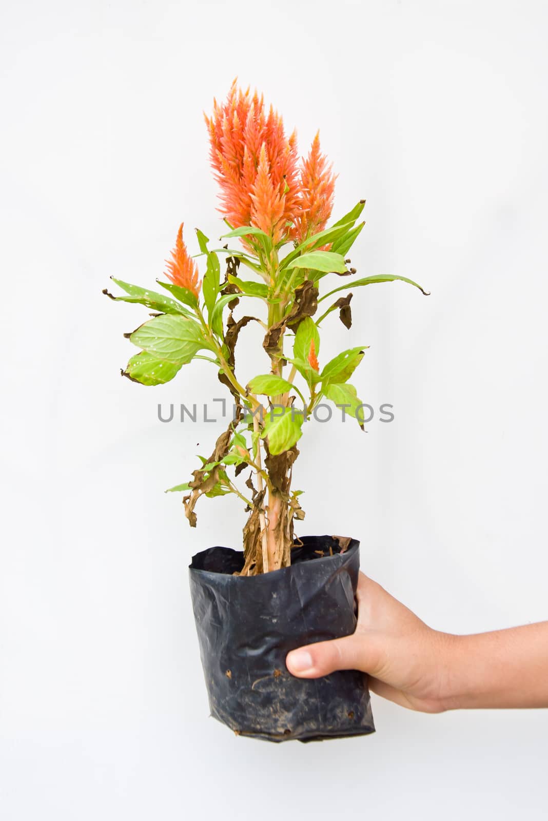 orange cockscomb flower in hand