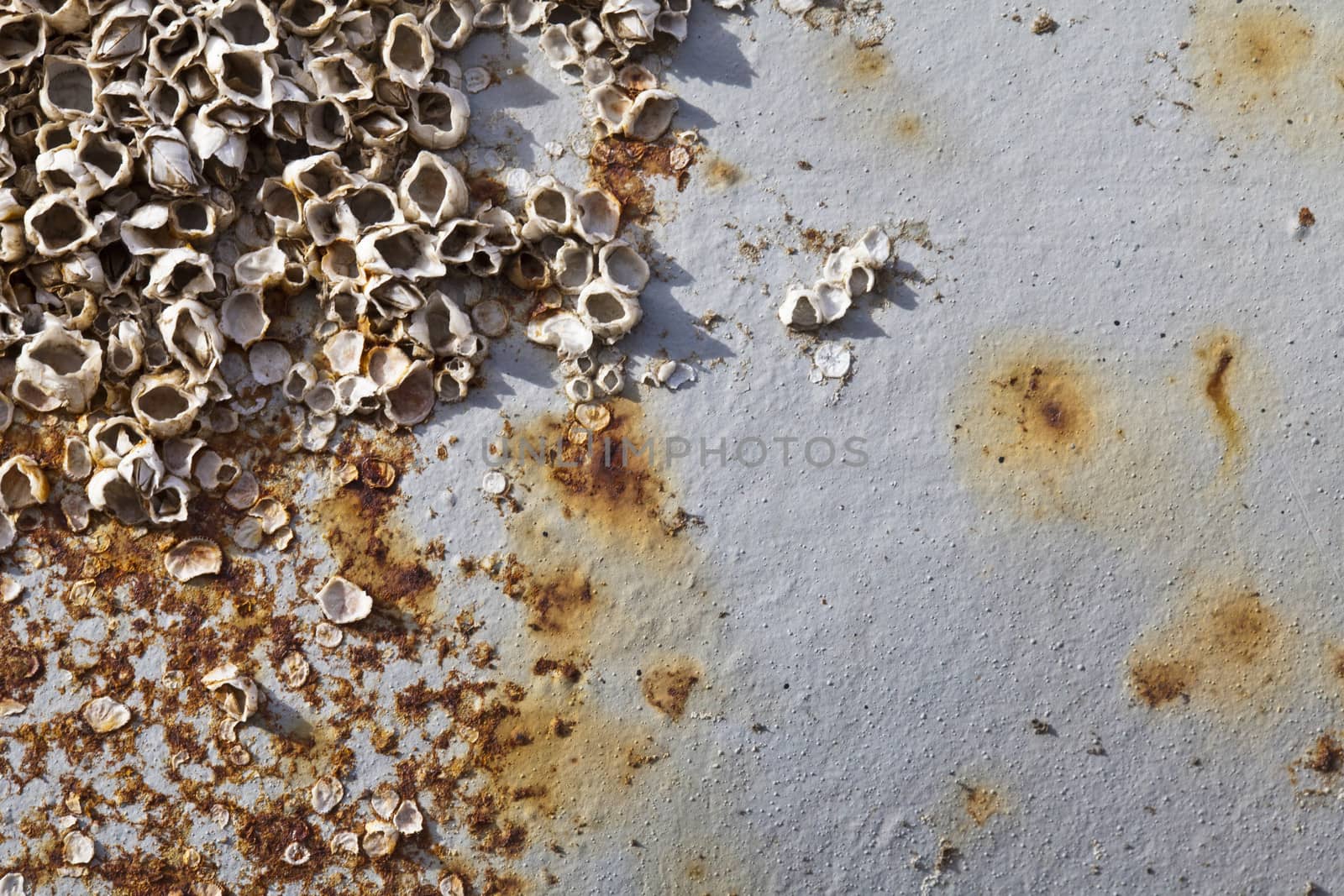 Rusty Painted Metal Covered with Shells by ayzek