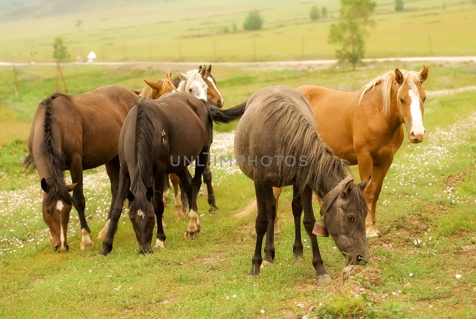 Horses grazing in a field