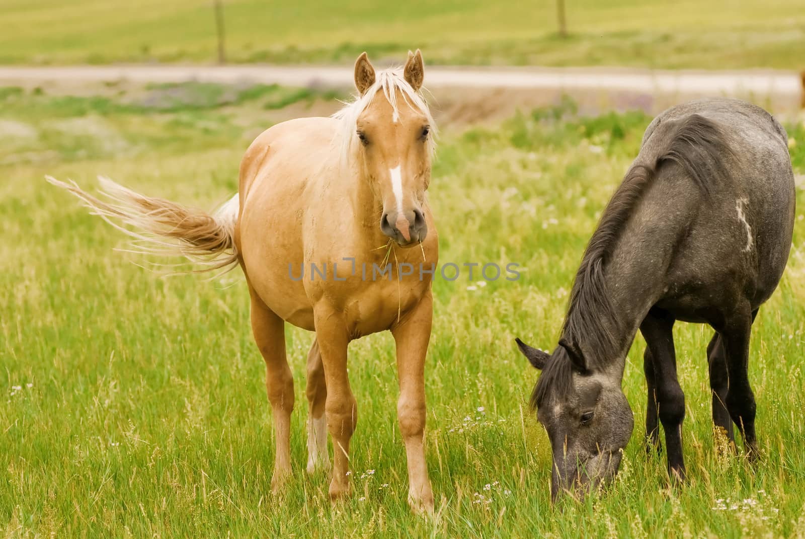 Horses grazing in a field by kosmsos111