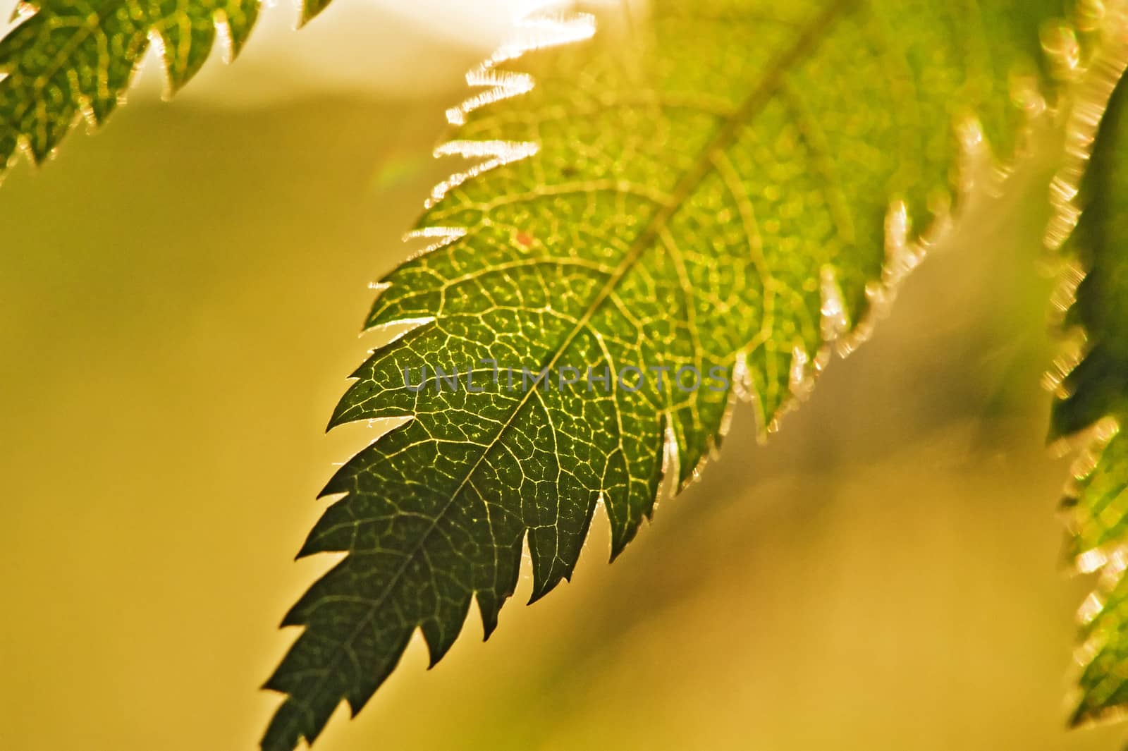 Leaf mountain ash, large.