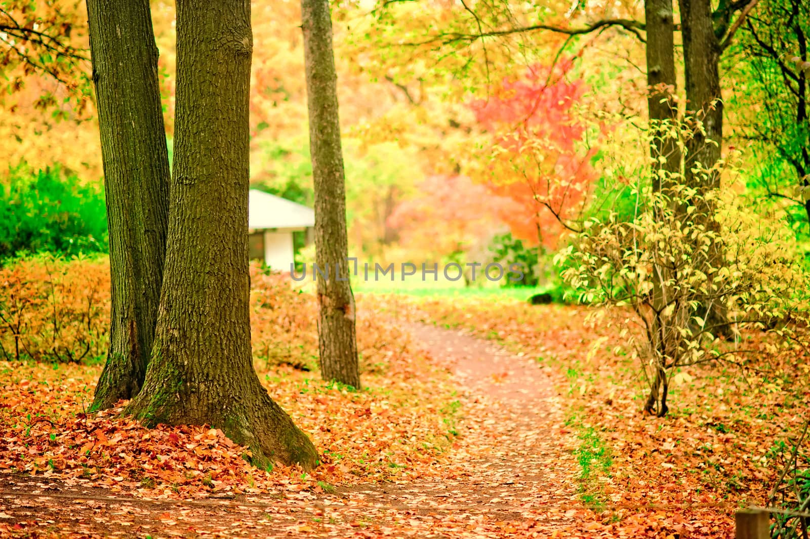 Path in the autumn park scattered with fallen leaves by kosmsos111