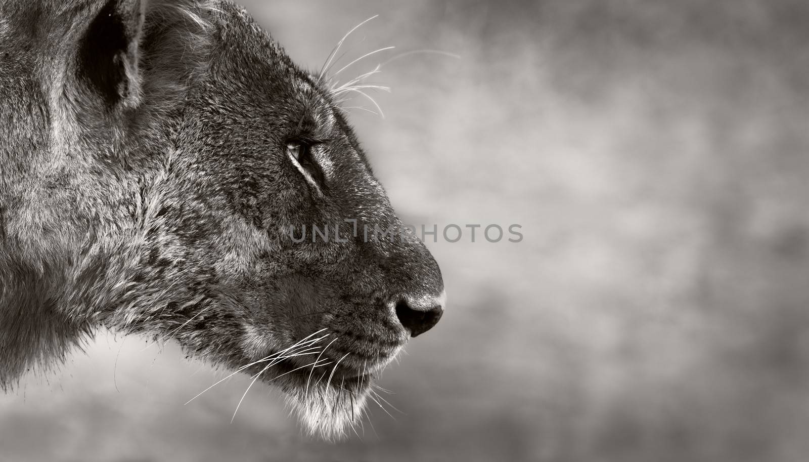 Side portrait of a wild lioness