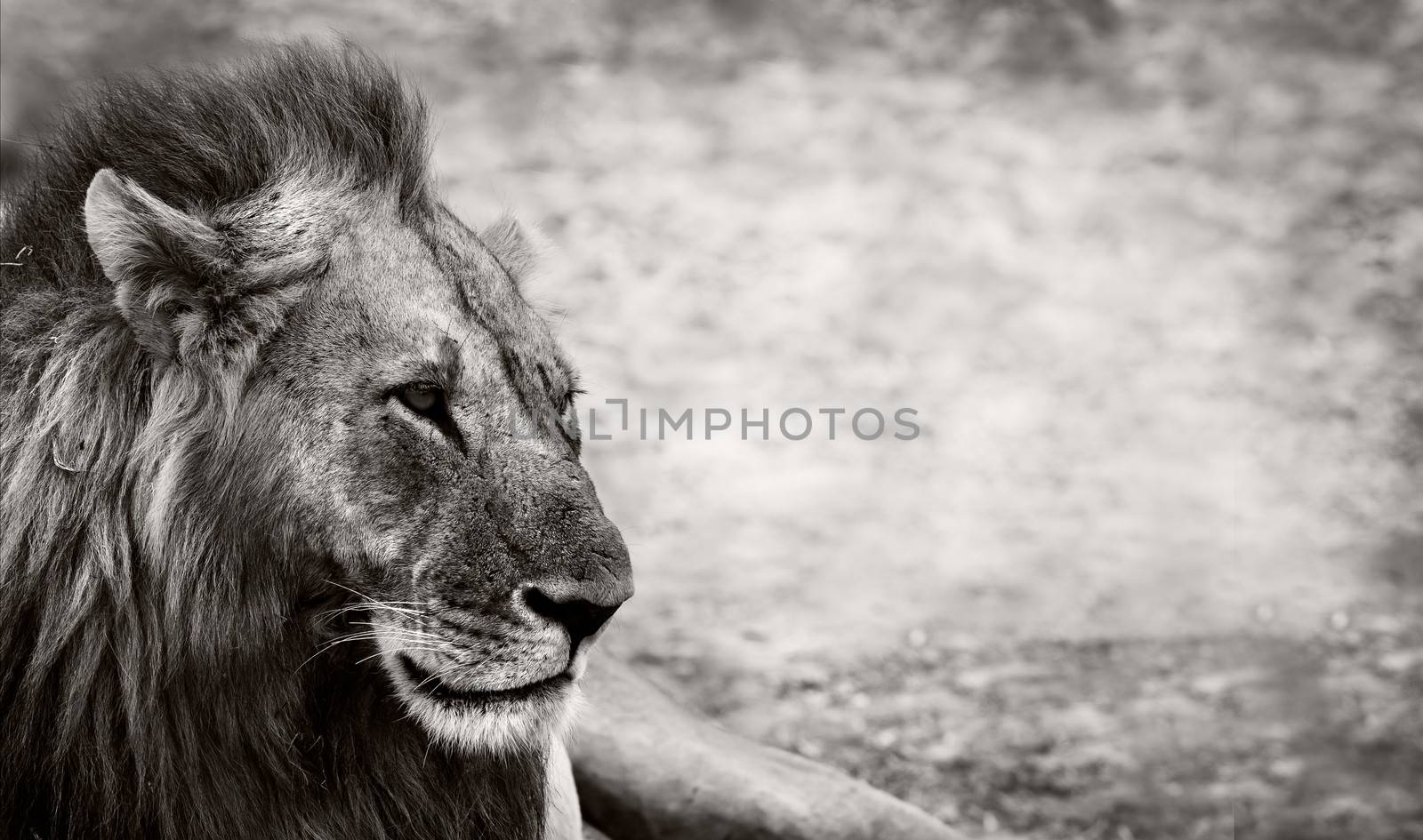 Wild African Male Lion resting with space for text
