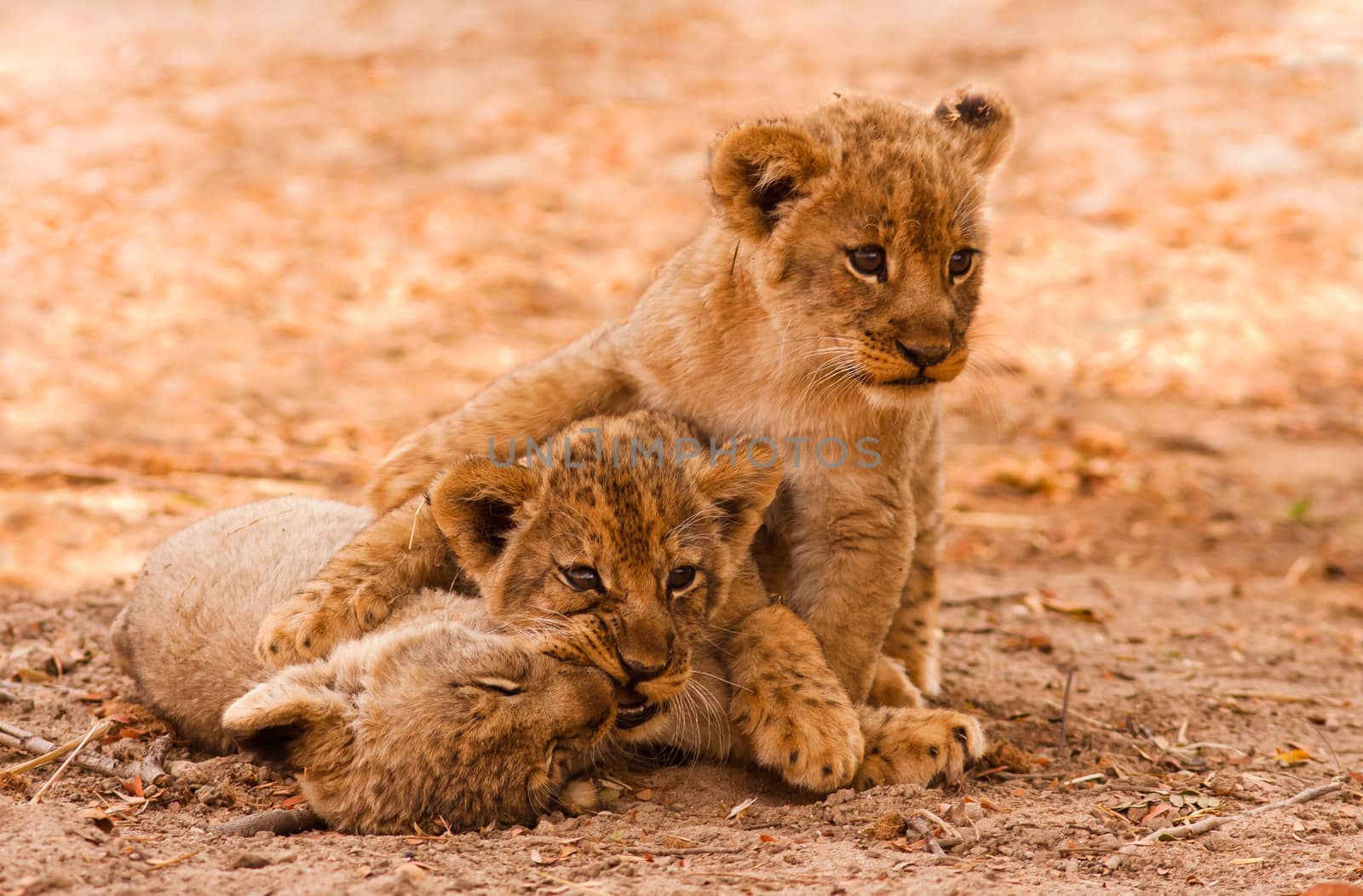 Cute Lion Cubs Playing in the Sand