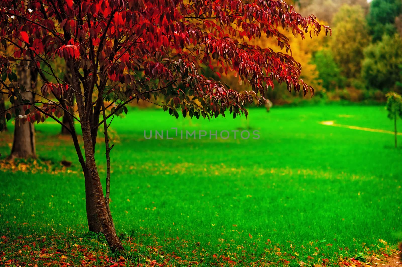 A small tree with red leaves on a background of green grass