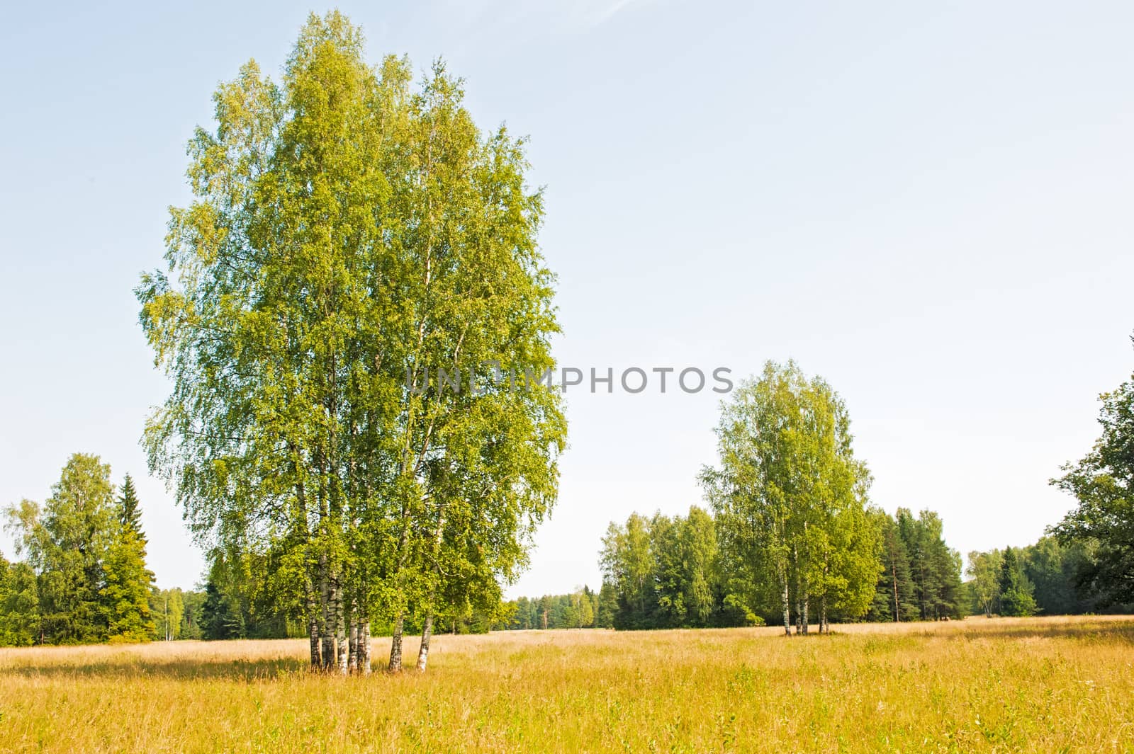 Russian birch in the field. by kosmsos111