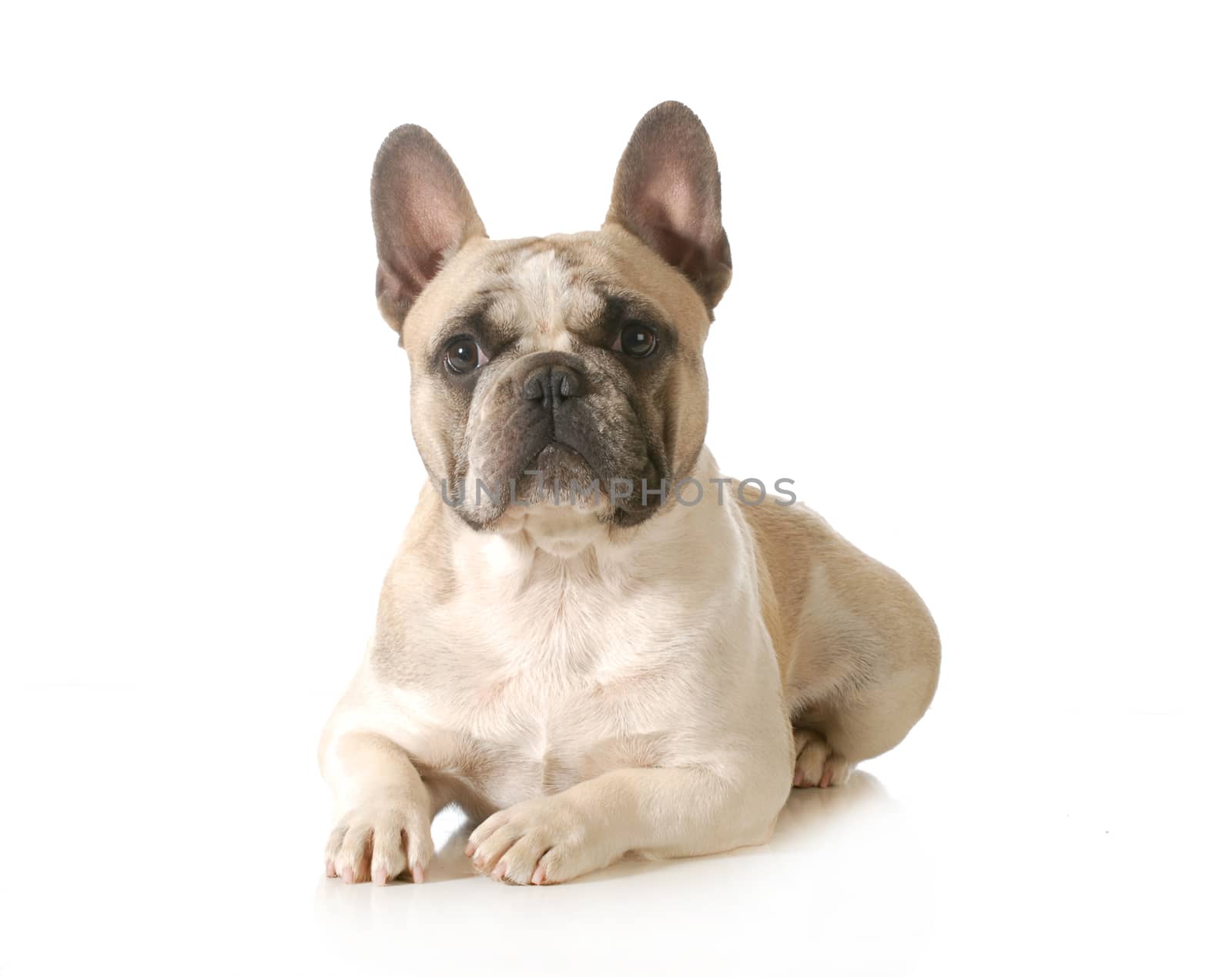 french bulldog laying down isolated on white background