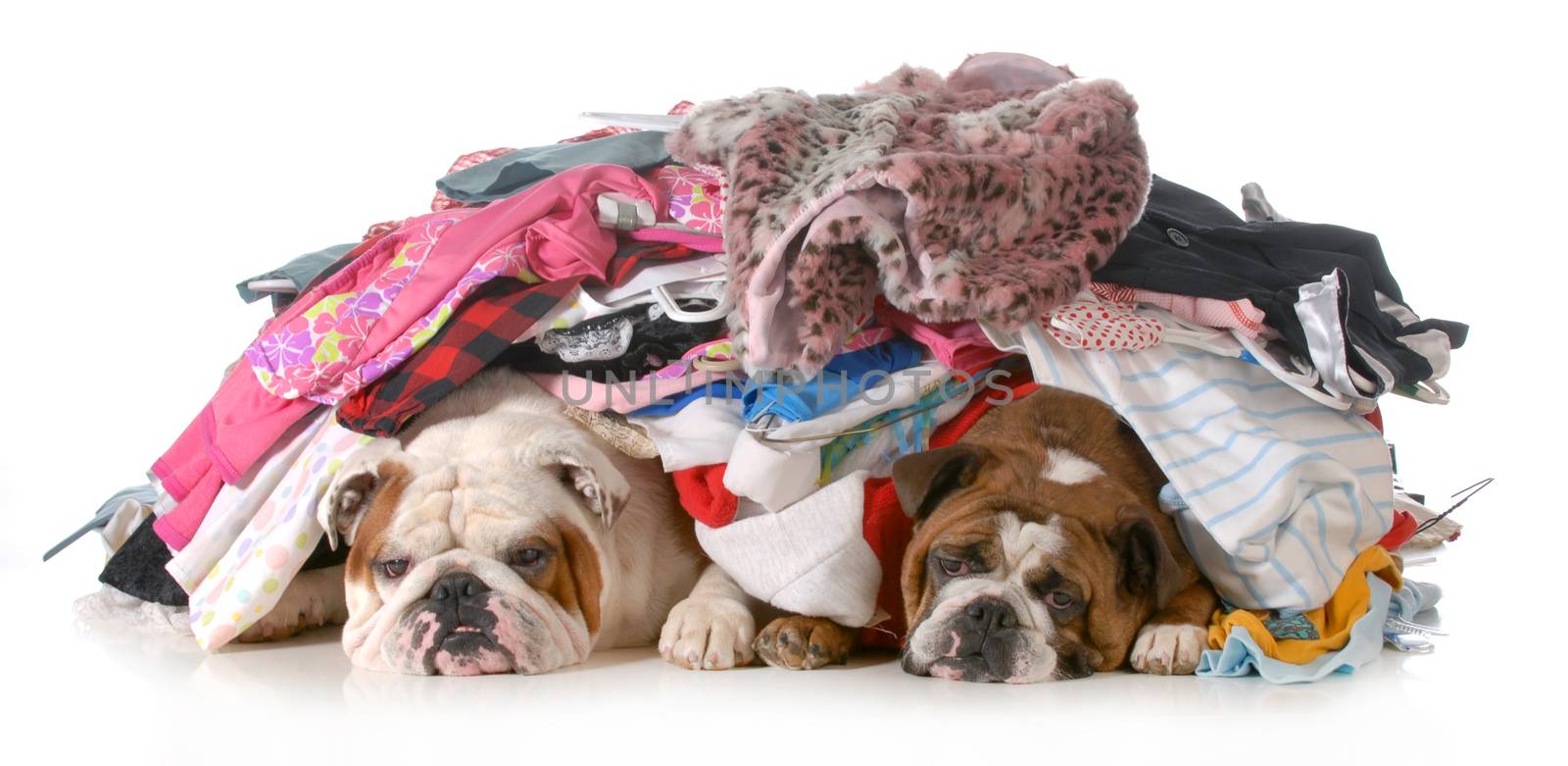 spring cleaning - two english bulldogs laying under a pile of clothes isolated on white background