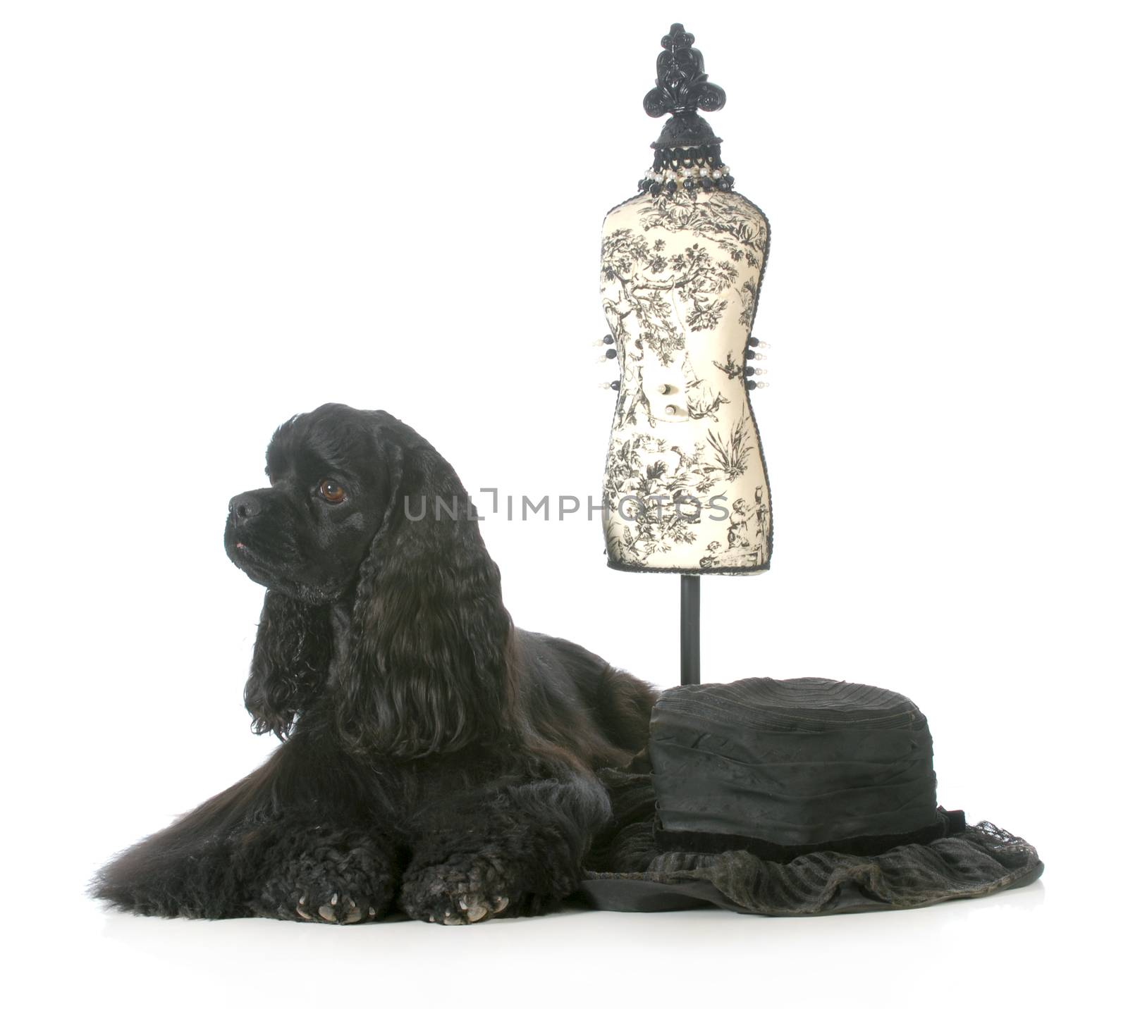 beautiful dog laying beside dressmakers mannequin isolated on white background