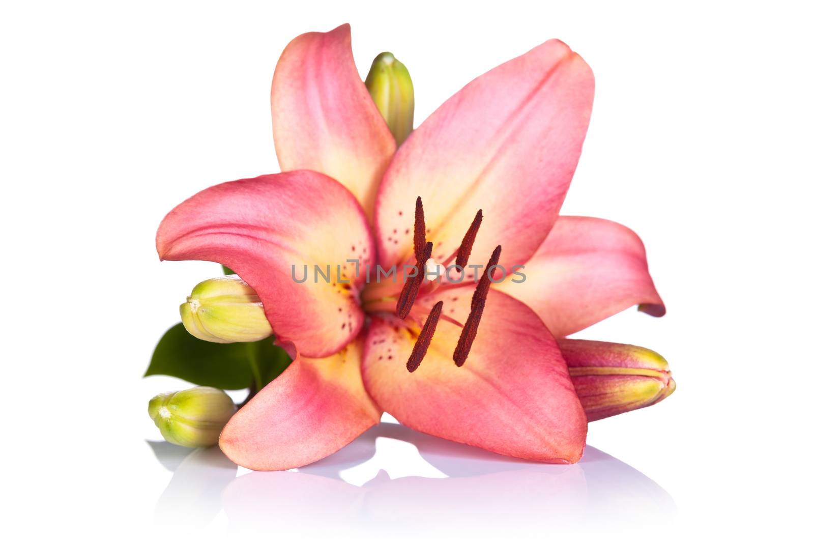 Pink lily on white background. Macro shot
