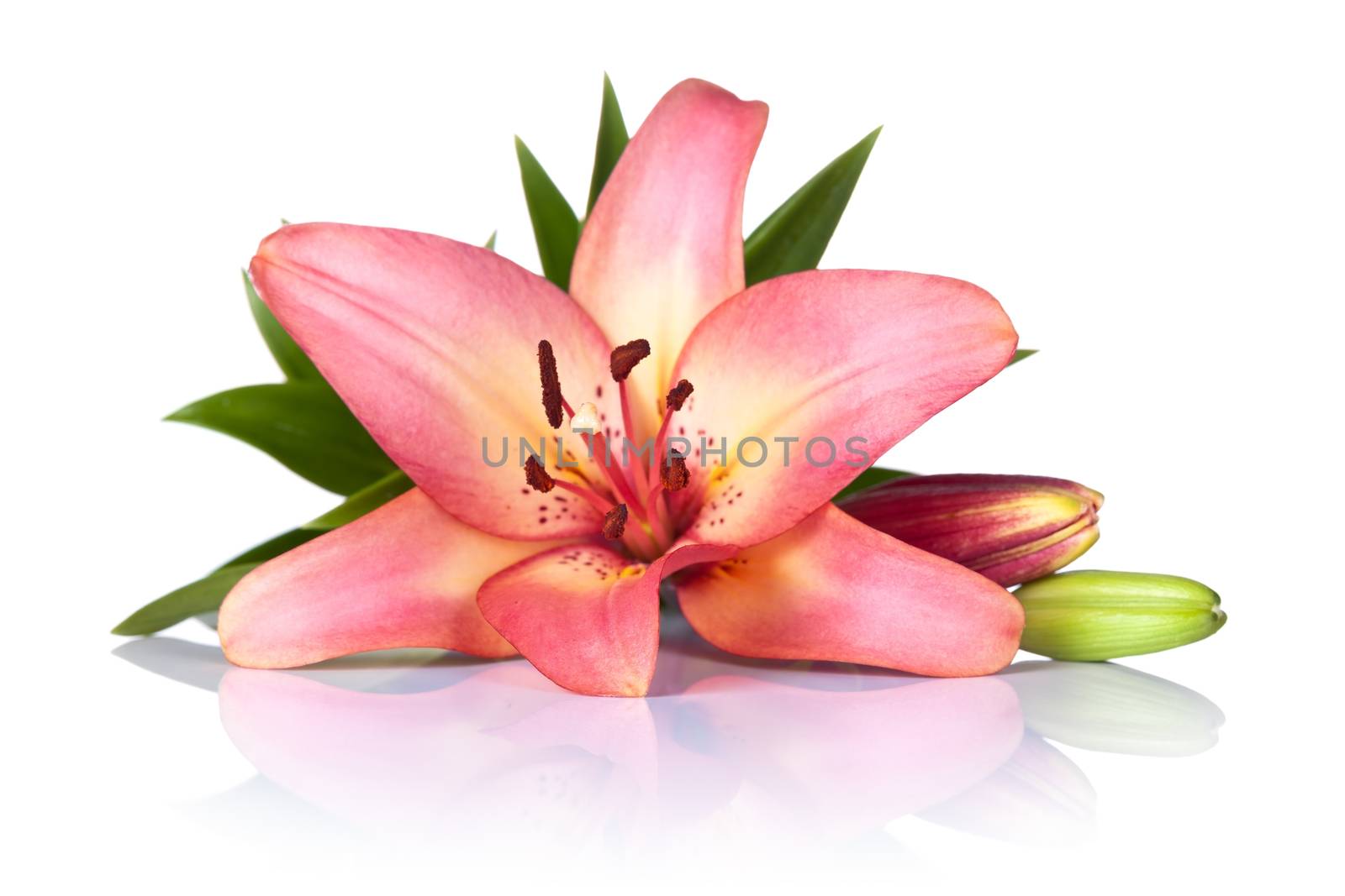 Pink lily flower on white background. Macro shot
