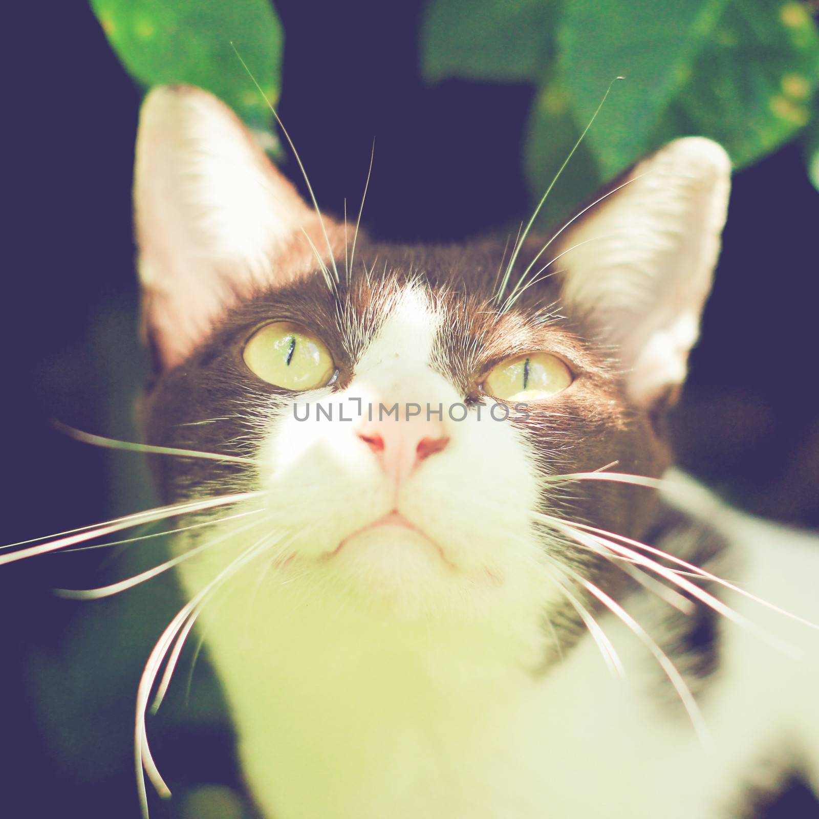 Close up of cute cat in garden with retro filter effect by nuchylee