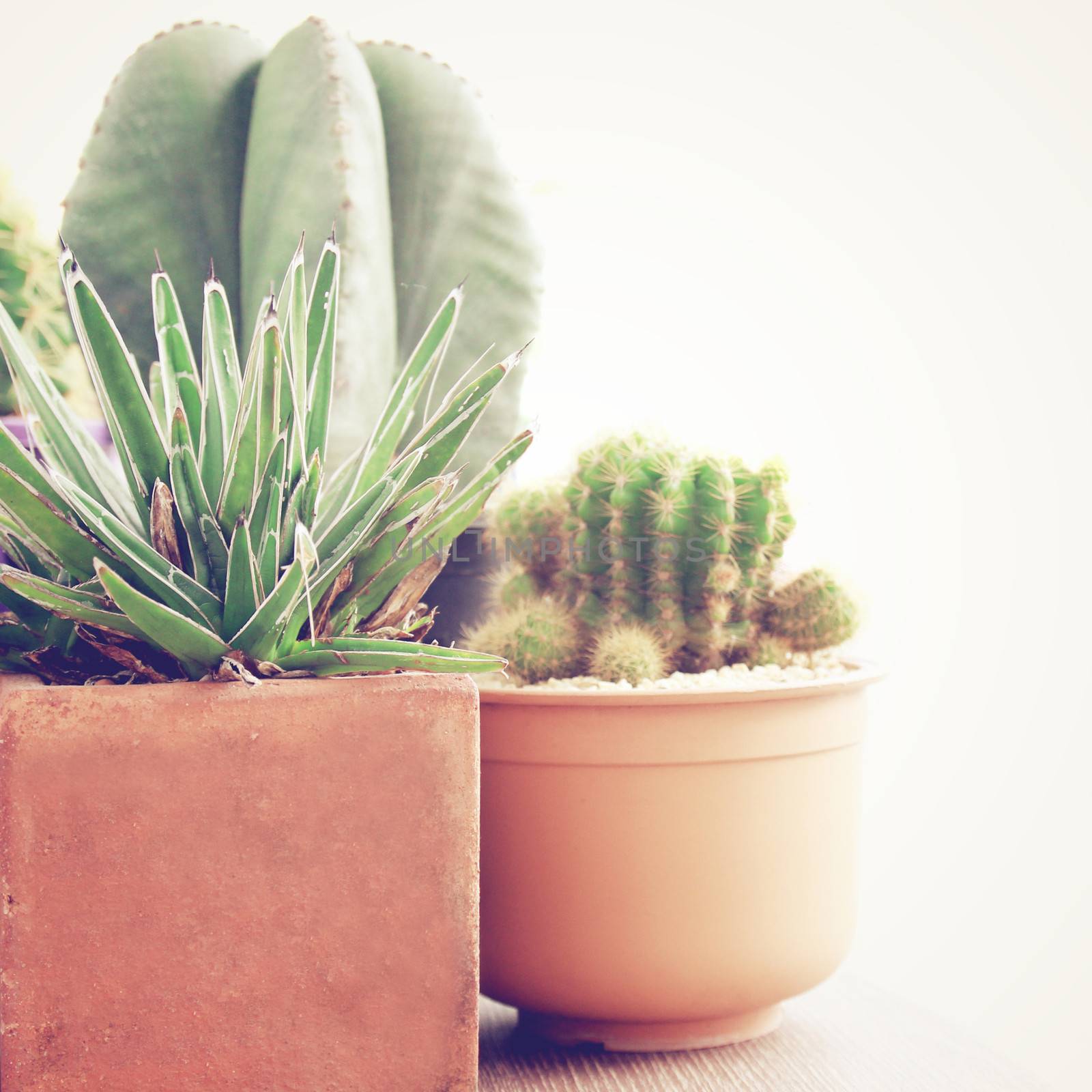 various of cactus with retro filter effect