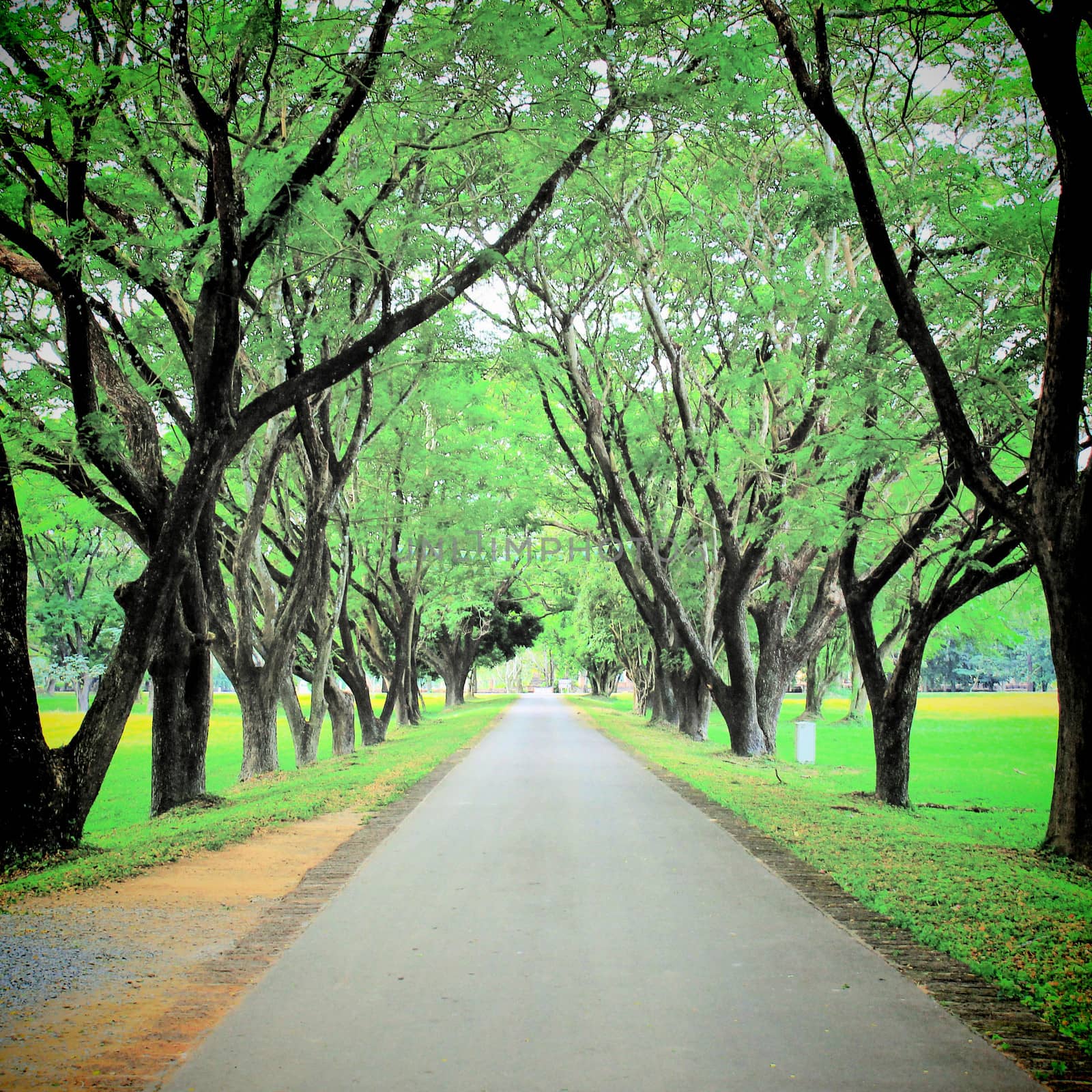 Road through row of green trees wtih retro filter effect