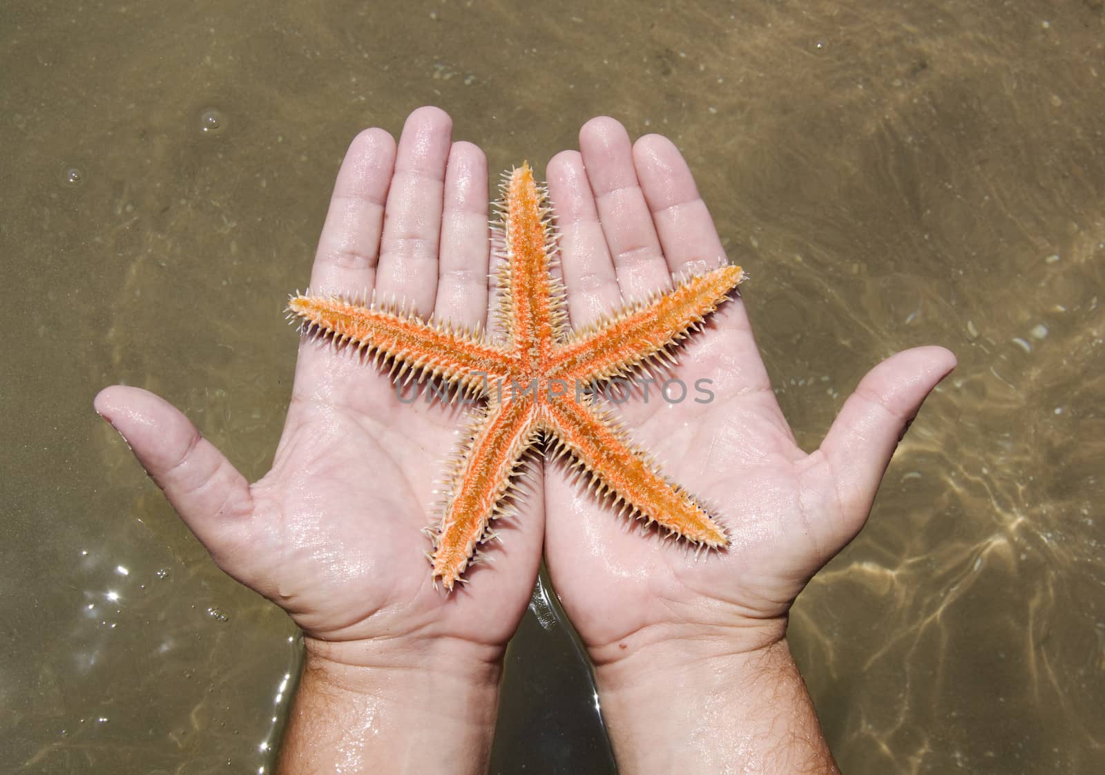 Starfish in the hands