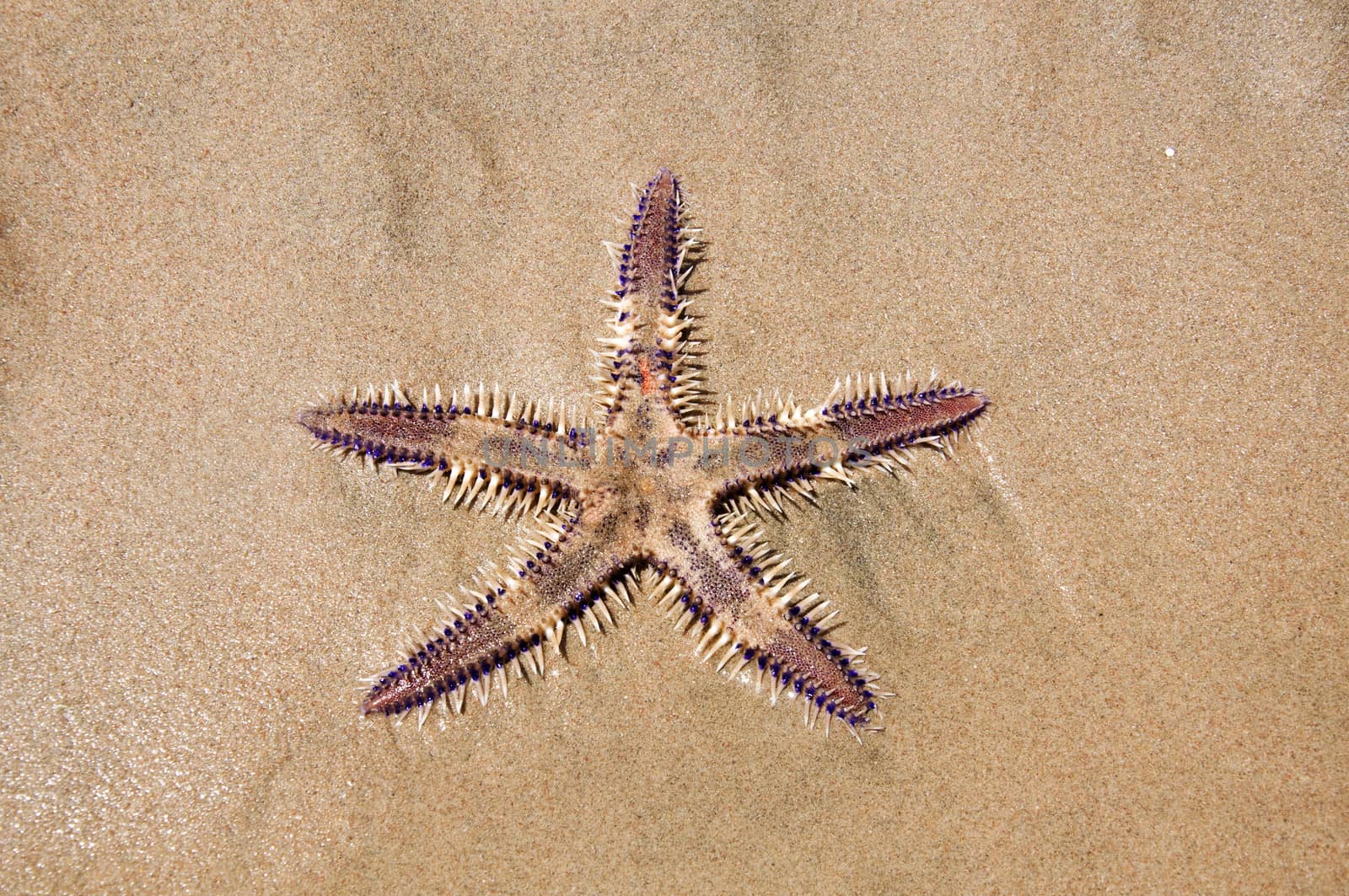 Live Sea star in the sand by jelen80