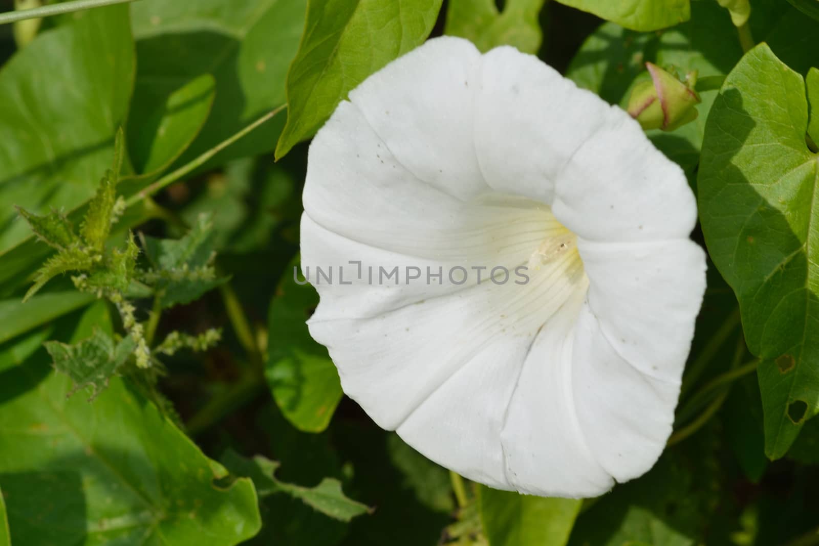 Close up of Bindweed flower