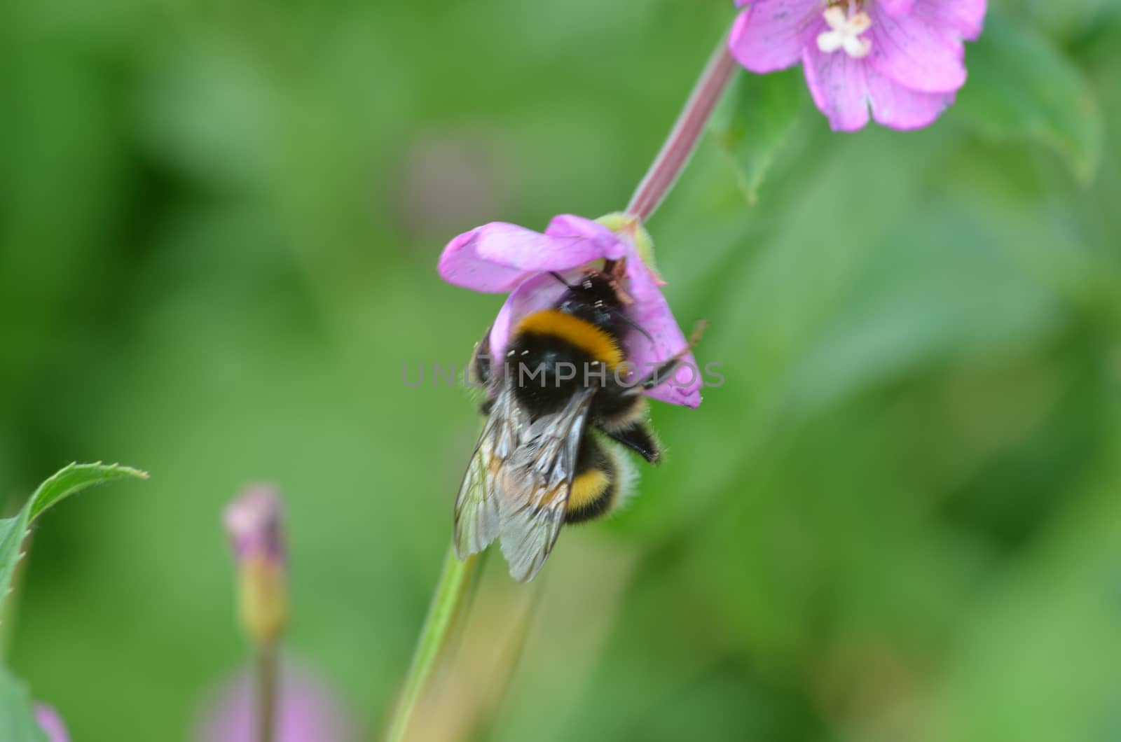 bee on purple flower by pauws99