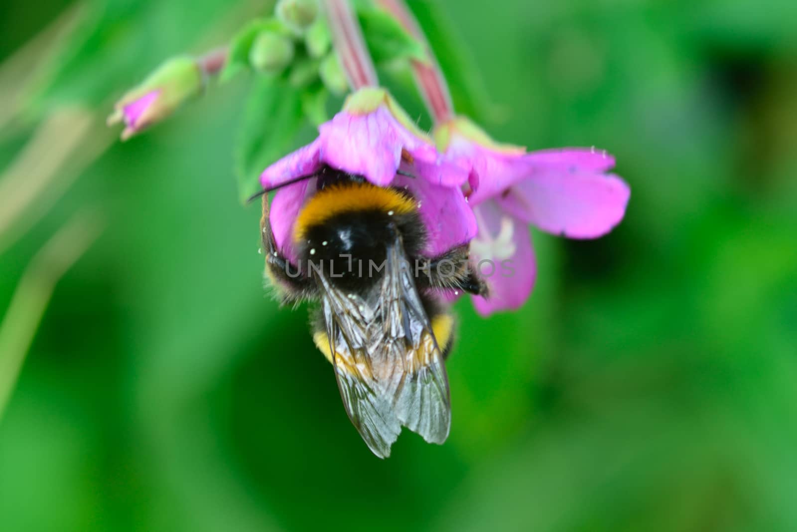 Bee feeding on nectar in purple flower