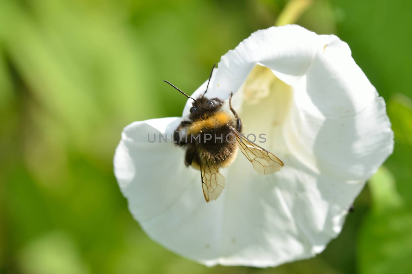 Bee on bindweed by pauws99