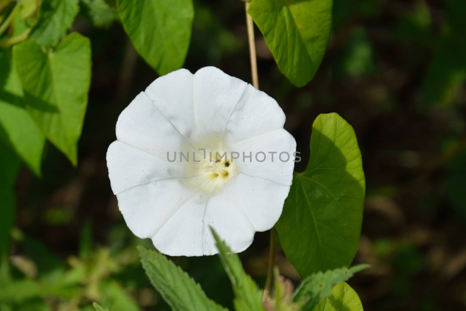 White Bindweed flower