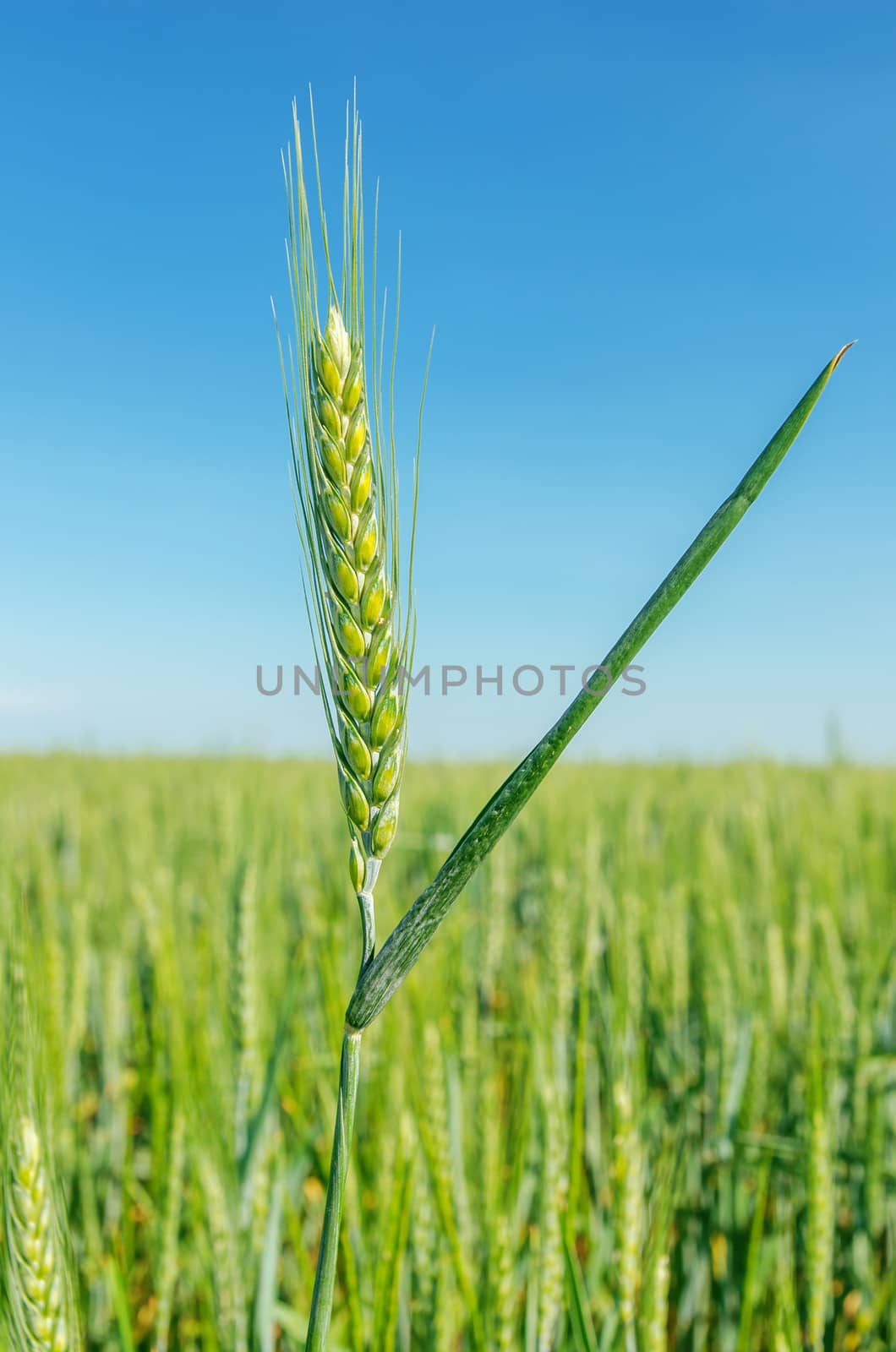 green spica over field. soft focus