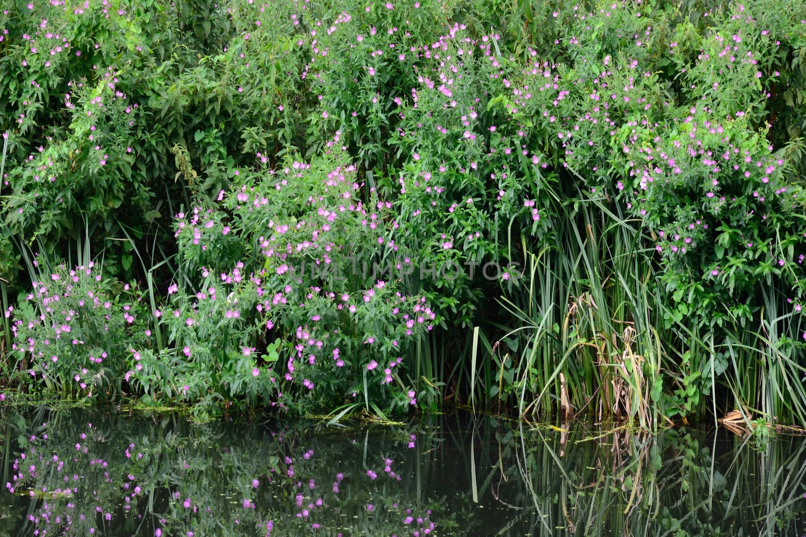 Purple riverside flowers